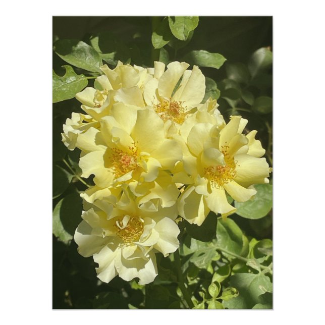 Póster Flores botánicas amarillas (Anverso)