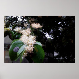 Póster flores brancas