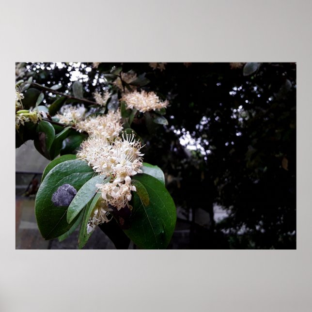 Póster flores brancas (Frente)