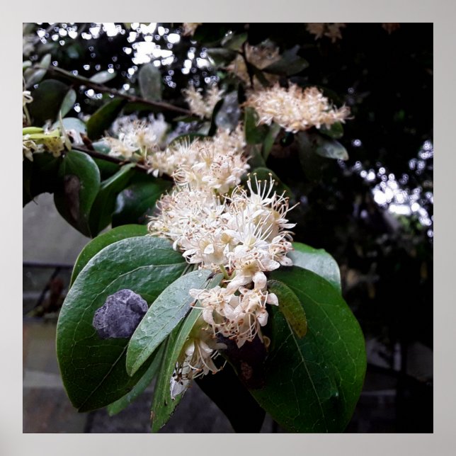 Póster flores brancas1 (Frente)