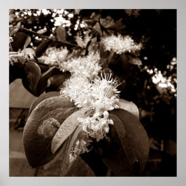 Póster flores brancas2