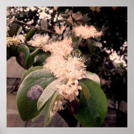 Póster flores brancas3