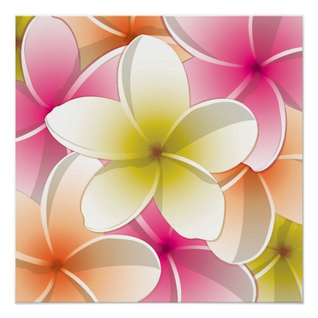 Póster Flores brillantes de Frangipani/ Plumeria (Anverso)