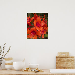 Póster Flores brillantes de Rhododendron naranja