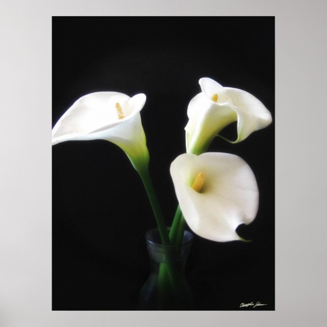 Póster Flores Calla Lily 12 (Frente)