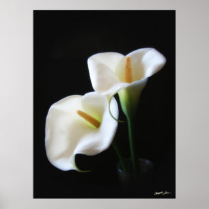 Póster Flores Calla Lily 13