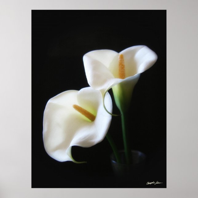 Póster Flores Calla Lily 13 (Frente)