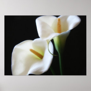 Póster Flores Calla Lily 13