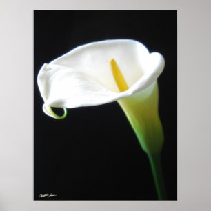 Póster Flores Calla Lily 15