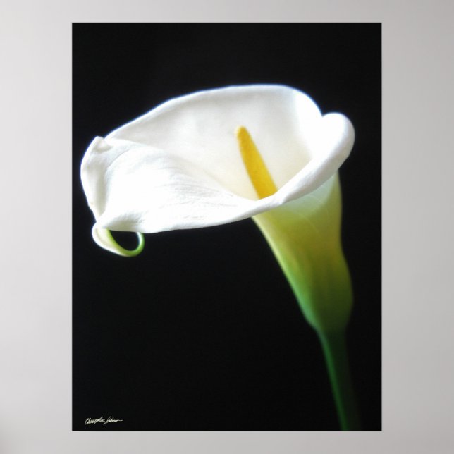 Póster Flores Calla Lily 15 (Frente)