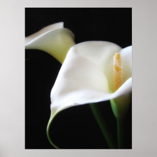 Póster Flores Calla Lily 16