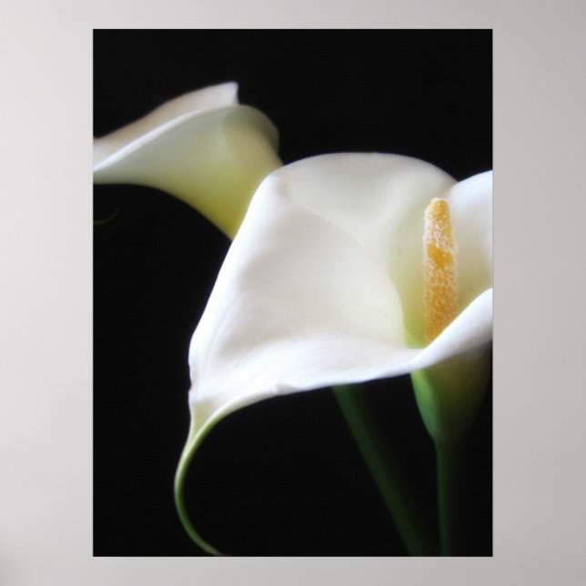 Póster Flores Calla Lily 16 (Frente)