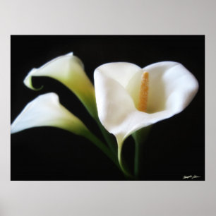 Póster Flores Calla Lily 9