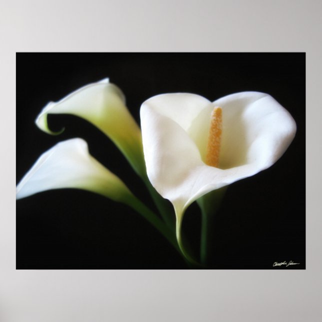 Póster Flores Calla Lily 9 (Frente)