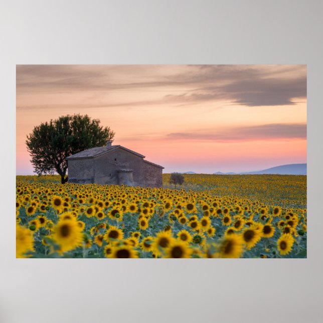 Póster Flores | Campo de girasol Provenza, Francia (Frente)