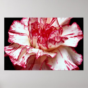 Póster flores Caramelo-rayadas del clavel