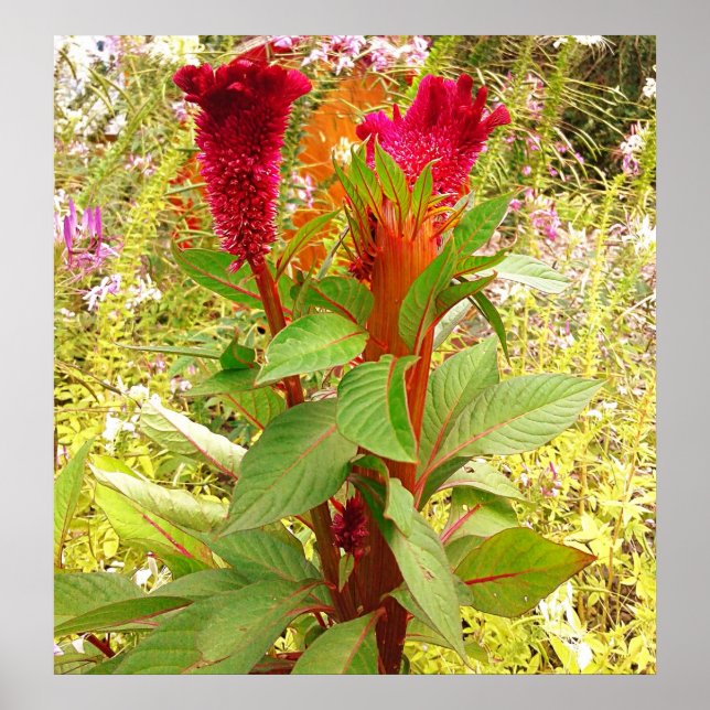PÓSTER FLORES COCKSCOMB (Frente)