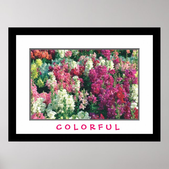 Póster Flores Coloridas (Frente)
