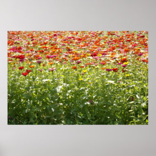 Póster Flores Coloridas de Primavera
