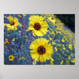 Póster Flores comunes de Madia en el Parque Nacional Sequ