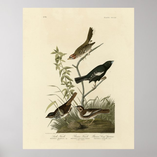 Póster Flores, conejo de larvas, aves de América de Audub (Frente)