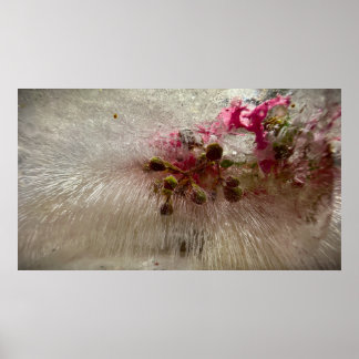 Póster Flores congeladas,