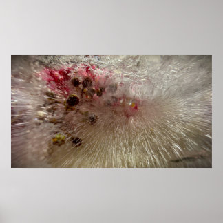 Póster Flores congeladas,