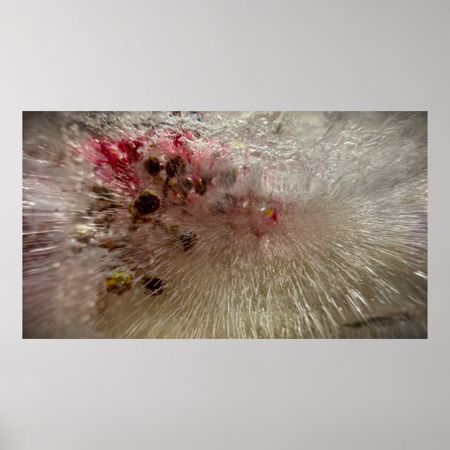 Póster Flores congeladas,  (Frente)
