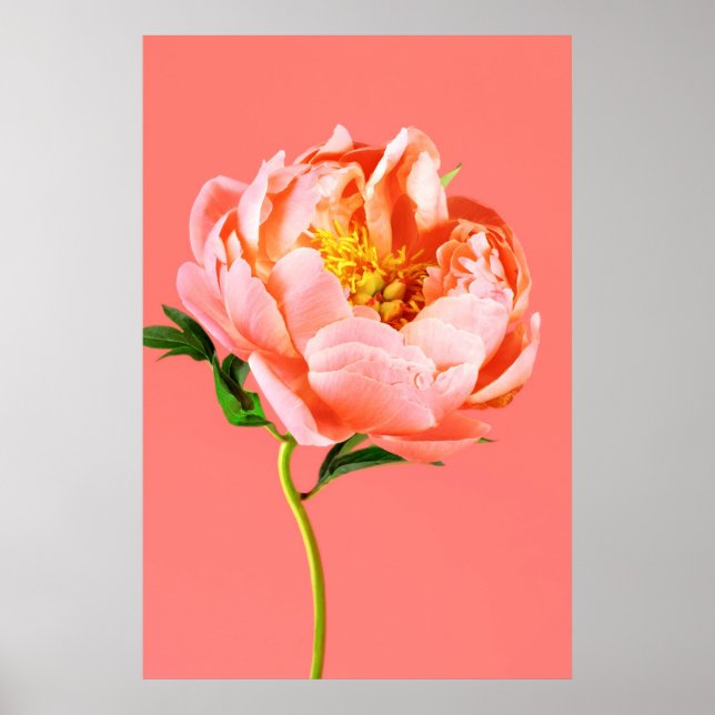 Póster Flores | Coral Peony Blossom (Frente)
