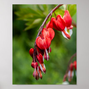 Póster Flores Corazón Sangrante Colgando de un Tallo