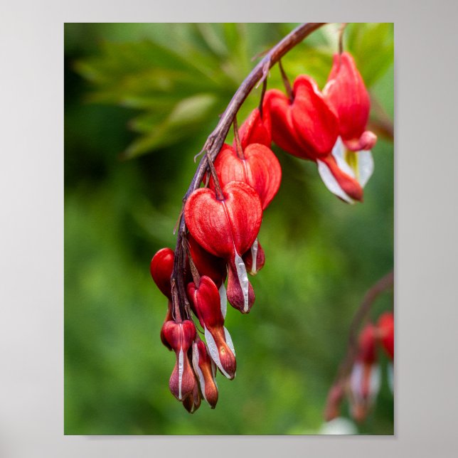 Póster Flores Corazón Sangrante Colgando de un Tallo (Frente)