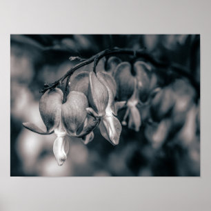 Póster Flores Corazón Sangrante en Blanco y Negro