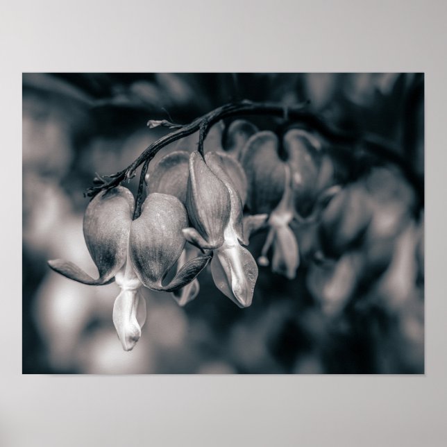 Póster Flores Corazón Sangrante en Blanco y Negro (Frente)