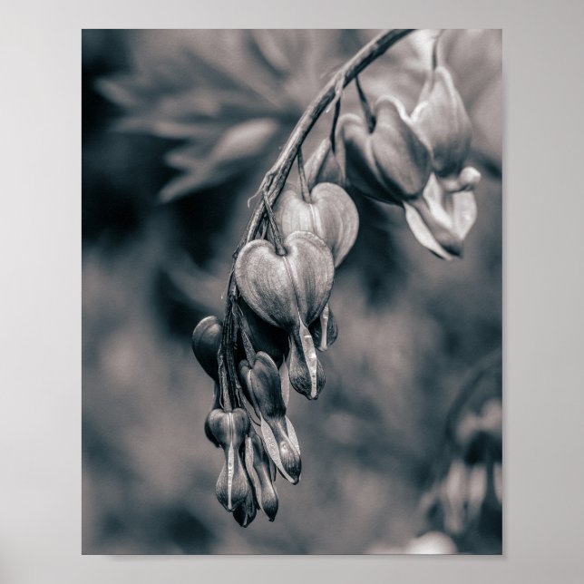 Póster Flores Corazón Sangrante en Blanco y Negro, Románt (Frente)