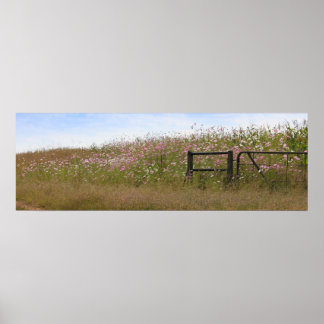 Póster Flores Cosmos a lo largo de la valla