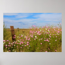 Flores Cosmos en el campo
