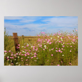 Póster Flores Cosmos en el campo