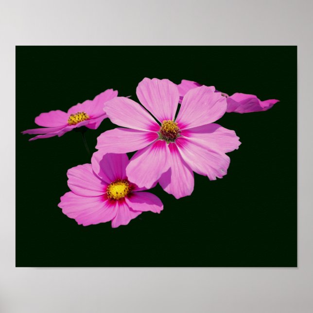 Póster Flores Cosmos rosadas flotantes (Frente)