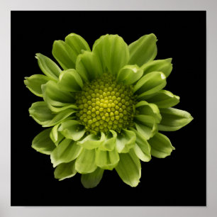 Póster Flores Crisantemo verde