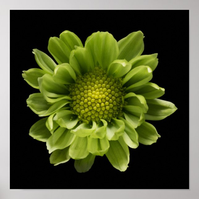 Póster Flores | Crisantemo verde (Frente)
