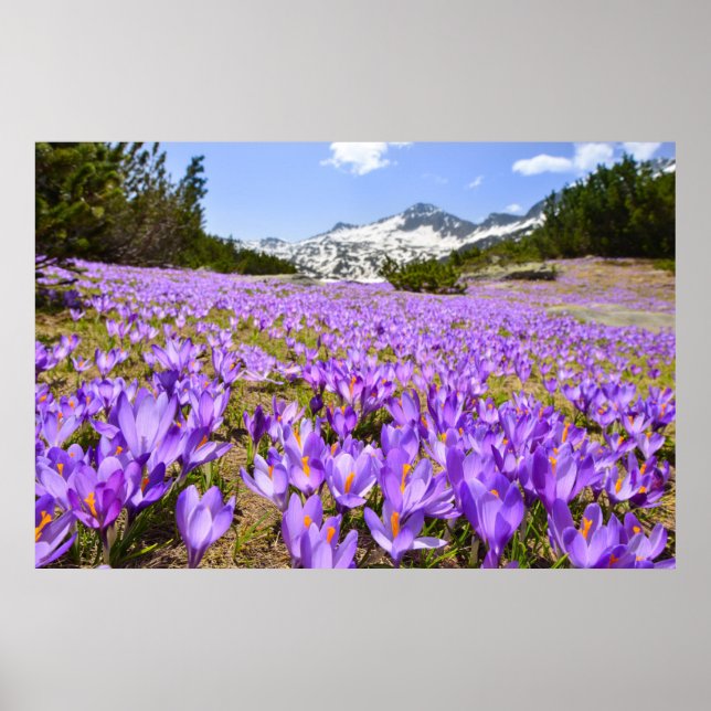 Póster Flores | Crocus Pirin Mountain Park Bulgaria (Frente)
