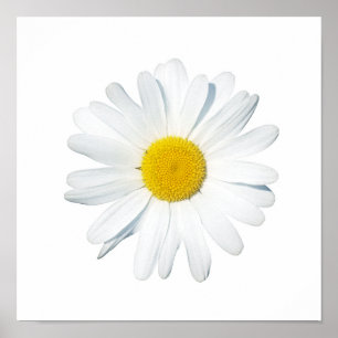 Póster Flores   Daisy único