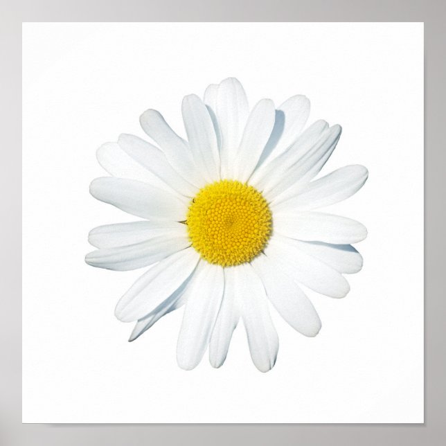 Póster Flores | Daisy único (Frente)