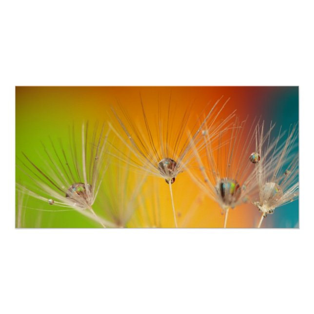 Póster Flores Dandelion Wedding Ducha Amor Paz (Anverso)