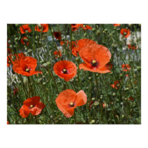 Póster Flores de adormidera rojas silvestres en Paphos, C