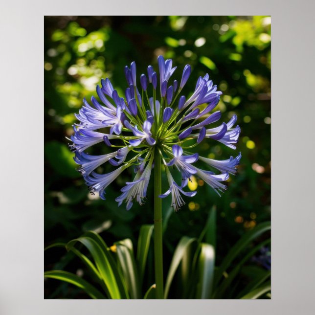 Póster Flores de agapanthus azules (Frente)