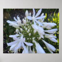 Flores de agapanthus blancas