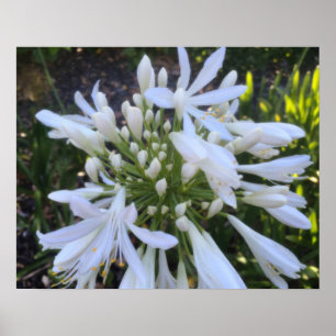 Póster Flores de agapanthus blancas