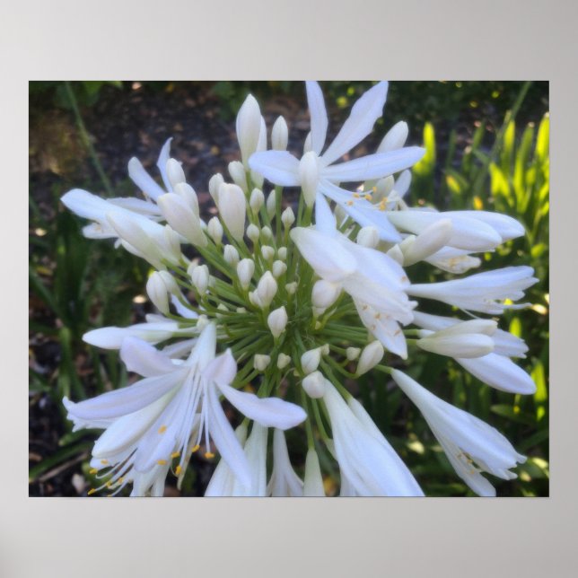 Póster Flores de agapanthus blancas (Frente)