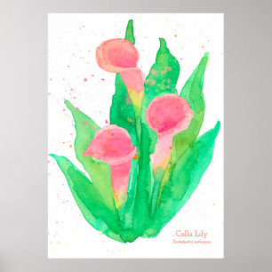Póster Flores de agua de color lirio rosado de Calla botá